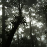 Ein “schwitzender“ Regenwald gibt große Mengen Wasser an die Atmosphäre ab